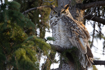 The great horned owl (Bubo virginianus), also known as the tiger owl (originally derived from early naturalists' description as the 