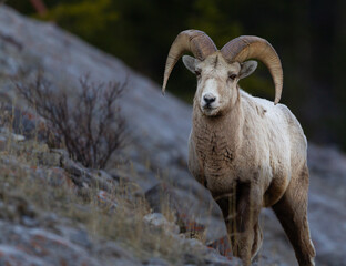 Majestic Big Horn Sheep on a Mountain Ledge

The bighorn sheep (Ovis canadensis) is a species of...