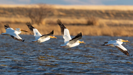 American Pelican in Flight over open waters
The American white pelican rivals the trumpeter swan, with a similar overall length, as the longest bird native to North America. Both very large and plump