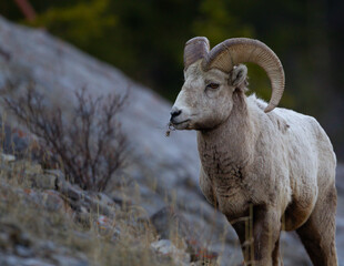 Majestic Big Horn Sheep on a Mountain Ledge

The bighorn sheep (Ovis canadensis) is a species of sheep native to North America.