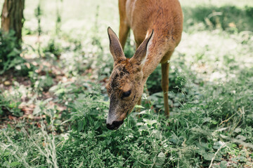 deer in the forest eating grass