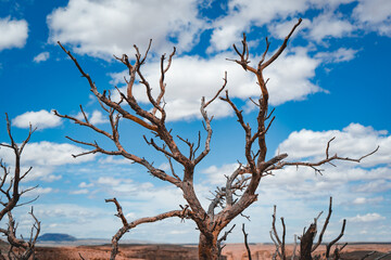 dried up tree in the desert