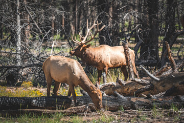 Obraz na płótnie Canvas wild elk and grazing deer in the national park