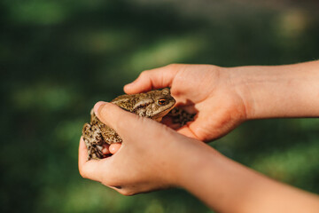 hands of the child with a frog