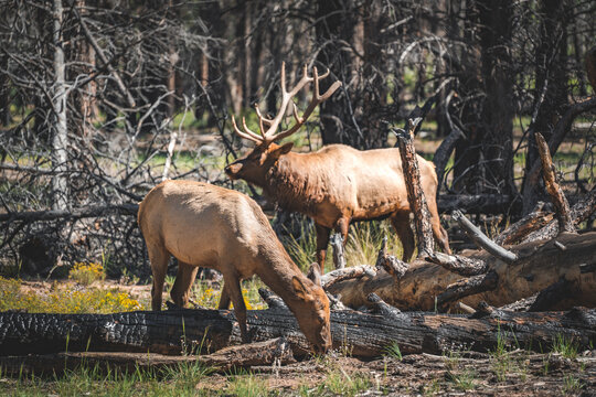 wild elk and grazing deer in the national park