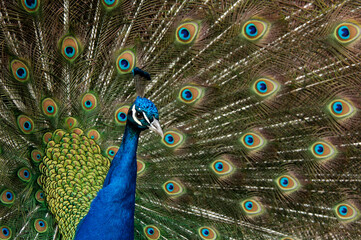 Fototapeta premium Birds peacock