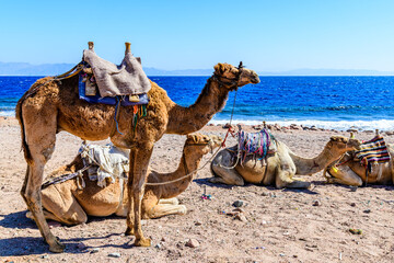 Camels at the shore of Red sea in Dahab, Egypt