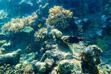 Fototapeta na wymiar Colonies of the corals and tropical fishes at coral reef in Red sea