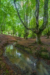 Naklejka na ściany i meble Otzarreta beech forest, Hayedo Otzarreta, Gorbea Natural Park, Basque Country, Spain