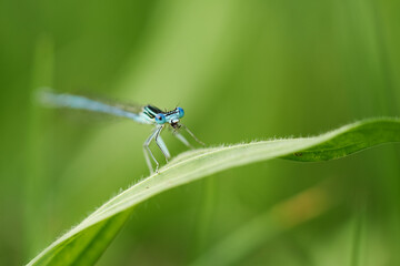 Blaue Federlibelle auf einem Blatt sitzend, Platycnemis pennipes