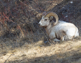Majestic Big Horn Sheep Seating on a Mountain Ledge

The bighorn sheep (Ovis canadensis) is a species of sheep native to North America.