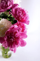 Beautiful bouquet of pink and white Peonies. Floral spring seasonal wallpaper. Close up photography softfocused peony.