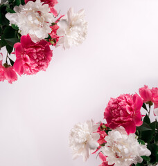 Beautiful bouquet of pink and white Peonies. Floral spring seasonal wallpaper. Close up photography softfocused peony.