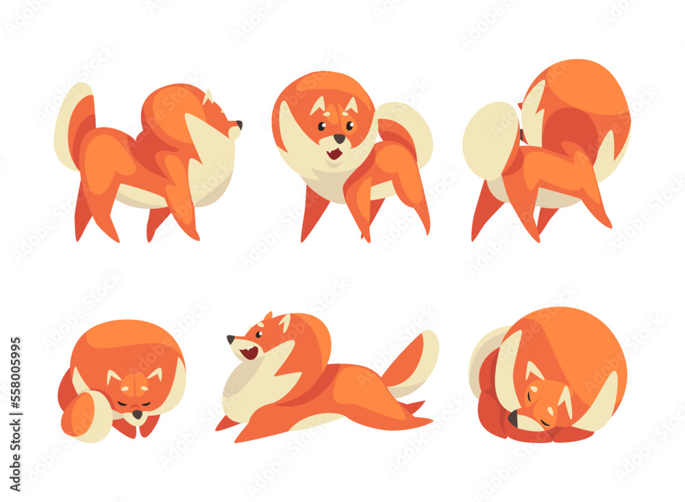 Wall mural Cute fluffy red pomeranian spitz in different poses set. Fluffy pet dog walking, jumping and sleeping cartoon vector illustration