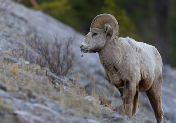 Majestic Big Horn Sheep on a Mountain Ledge

The bighorn sheep (Ovis canadensis) is a species of sheep native to North America.