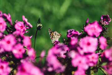 butterfly on a pink flower