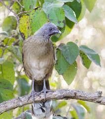 Plain Chachalaca (Ortalis vetula), Bentsen Rio Grande Valley State Park, Texas, USA.