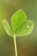 clouded sulphur butterfly Colias philodice egg ova on clover leaf