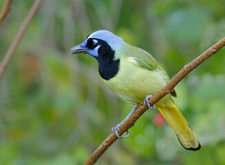Obraz premium Green jay (Cyanocorax yncas [luxuosus]), Rio Grande Valley, Texas, USA.