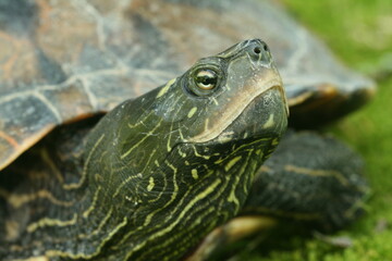 False map turtle Graptemys pseudogeographica head closeup