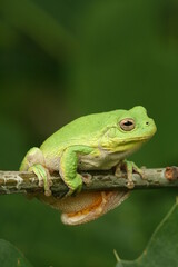 Fototapeta premium Gray treefrog hyla versicolor on twig