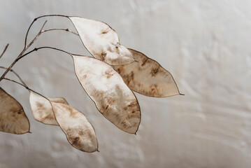 Dried lunaria flowers in sunlight. Floral minimal home interior. Boho style home decor. Selective focus