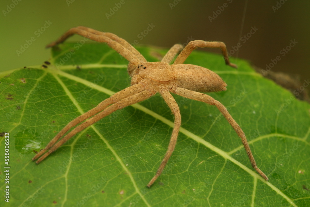 Wall mural fishing spider on a leaf