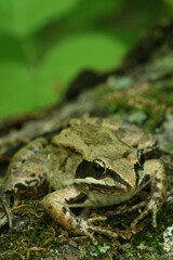 Wood frog Rana sylvatica closeup