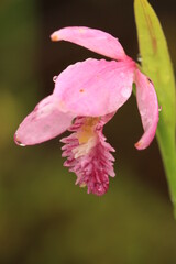 Rose pogonia orchid Pogonia ophioglossoides