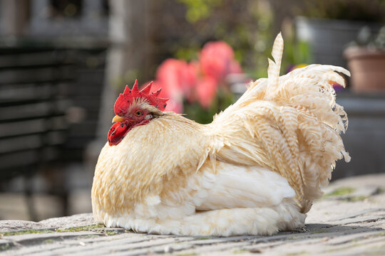 free range chicken farm feeding op organic food open free no cage