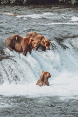 Katmai bears