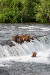 Bear in river