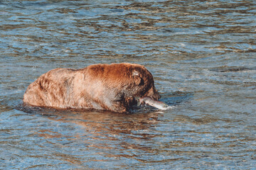 Fototapeta premium bear