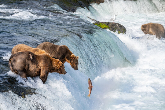 bear
