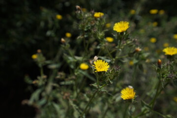 FLORES AMARILLAS SILVESTRES / 
WILD YELLOW FLOWERS