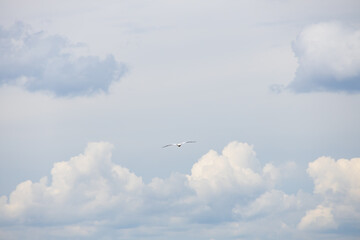 Blue and white cloudscape
