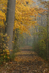 Obraz premium Path in autumn forest