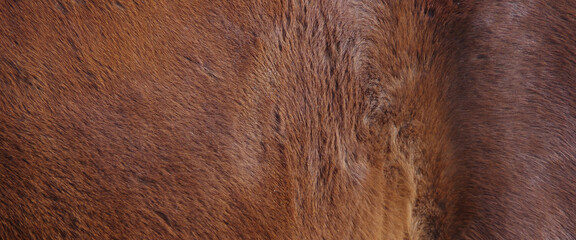 Fur of a brown horse