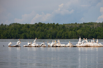 Flock of white pelican on rocks in the river
