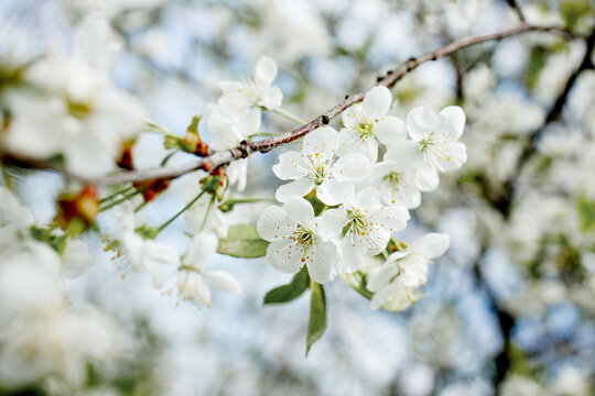 White blossom on the tree blooming in the early spring, backgroung blured. High quality photo