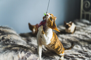 A Devon rex cat catching a taoy in its teeth. Pet concept. Medium shot. High quality photo