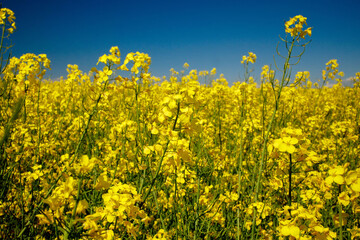 Obraz premium Yellow blooming rapeseed field. Rapeseed is grown for the production of animal feeds, vegetable oils and biodiesel