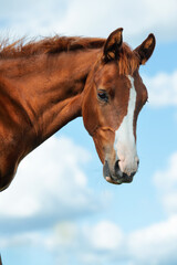 portrait of chestnut colt agaist cloudy sky. close up