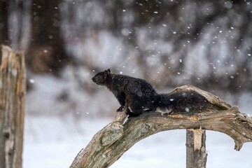 black squirrel in snow