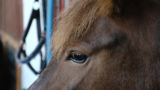 Close-up of a brown horse in the stable waiting to be fed