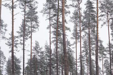 forest in winter