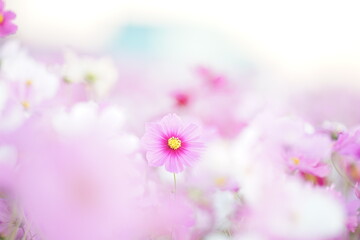 pink cosmos flowers