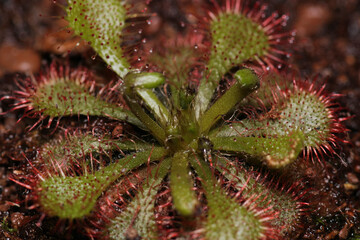drosera spatulata plant macro photo