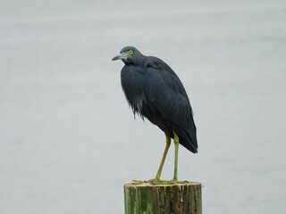 Black Bird in the Sea