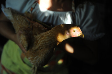 Woman holding a yellow chicken